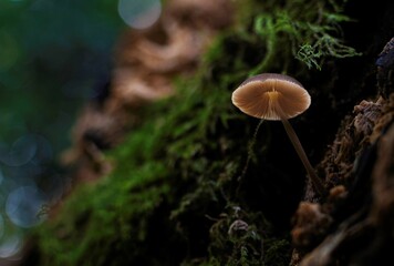 mushroom in the woods