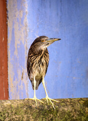 The black crowned night heron is sitting on a ledge