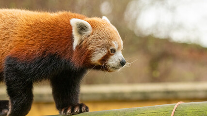 Red panda (Ailurus fulgens) walks around its enclosure. Beautiful endangered animal.