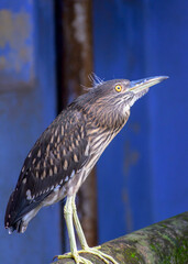 The black crowned night heron is sitting on a ledge