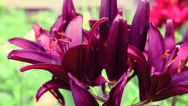 Red lilies grow in the ground. Colorful flowers in the garden close up. Floral background.