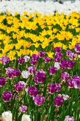 春を告げるチューリップ畑。茨城、日本。4月下旬。