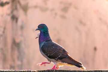 domestic colorful pigeon perched on the wall