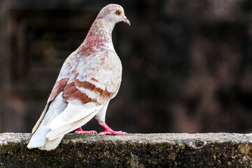 domestic colorful pigeon perched on the wall