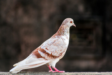 domestic colorful pigeon perched on the wall