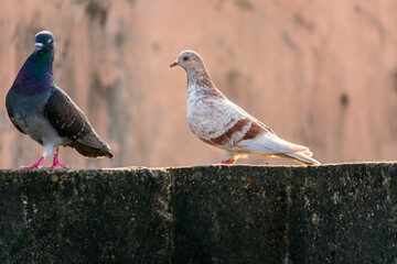 domestic colorful pigeons perched on the wall