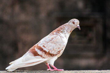 domestic colorful pigeon perched on the wall