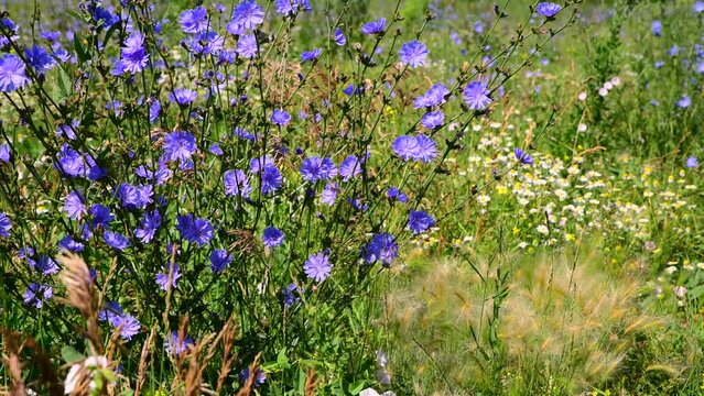 Chicory ordinary. The blue flowers of the Compositae family are grown in the field for medicinal purposes and as beverages. Flowering plant in a meadow among forest tava and other flowers. 
