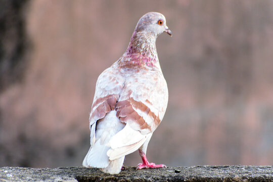 domestic colorful pigeon perched on the wall