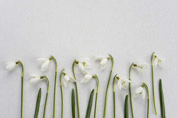 Fresh white snowdrops with green leaves on white snow
