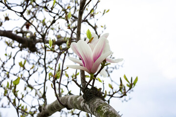 Naklejka premium Tulip-Magnolia, Magnolia x soulangeana Lennei, during flowering. Spring