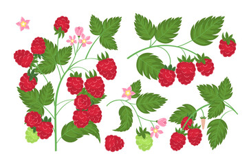 Raspberry plant twig. Sprig of raspberries set with berry and leafs. Elements constructor for design congratulations, invitations, cards, banners. Isolated on white background vector illustration.
