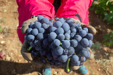 Uvas en mano