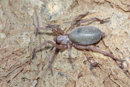 Ground Spiders are a vast and diverse group of spiders 