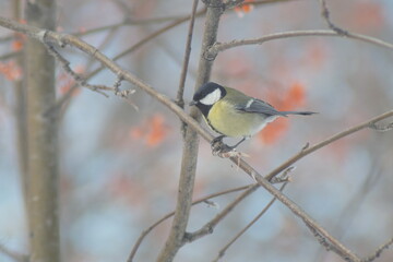 Full-color horizontal photo. A little hungry bird tit in a winter snow-covered forest.