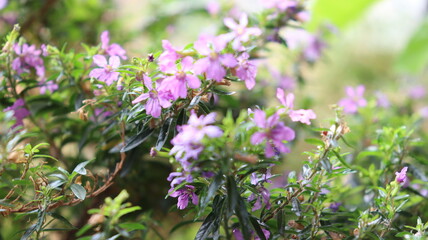 Mini-Quaresmeira Planta Nativa do Brazil
