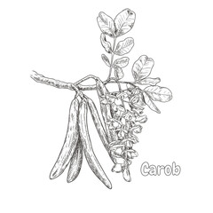 Hand drawn branch of carob with flowers, leaves and carob pods. Vector illustration isolated on white background. - obrazy, fototapety, plakaty
