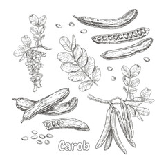 Hand drawn carob. Set sketches with branch of carob, flowers, leaves, seeds and carob pods. Superfood. Vector illustration isolated on white background. - obrazy, fototapety, plakaty