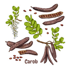 Hand drawn carob. Set sketches with branch of carob, flowers, leaves, seeds and carob pods. Superfood. Vector illustration isolated on white background. - obrazy, fototapety, plakaty