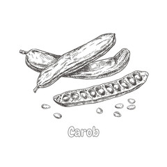 Hand drawn carob, pods and seeds. Superfood. Vector illustration isolated on white background. - obrazy, fototapety, plakaty