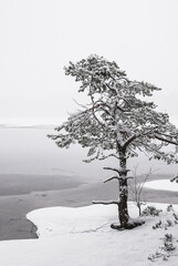 Pine tree in front of frozen lake