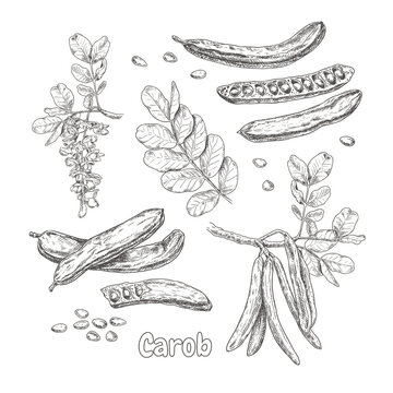 Hand drawn carob. Set sketches with branch of carob, flowers, leaves, seeds and carob pods. Superfood. Vector illustration isolated on white background.