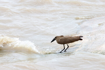 Kruger National Park, South Africa: hamerkop
