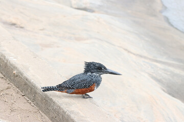 Kruger National Park, South Africa: Giant kingfisher
