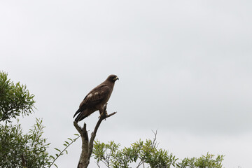 Kruger National Park, South Africa: Black kite