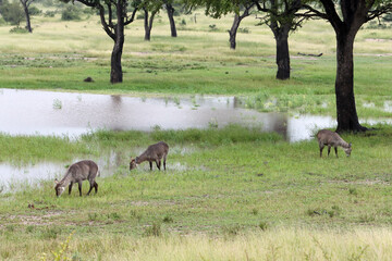 Kruger National Park, South Africa: waterbuck
