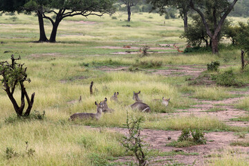 Kruger National Park, South Africa: waterbuck