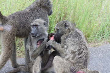 Kruger National Park: Chacma baboon with baby