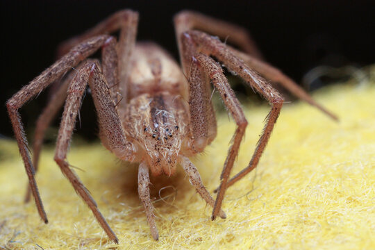 Tibellus is a genus of slender crab spiders belonging to the family Philodromidae