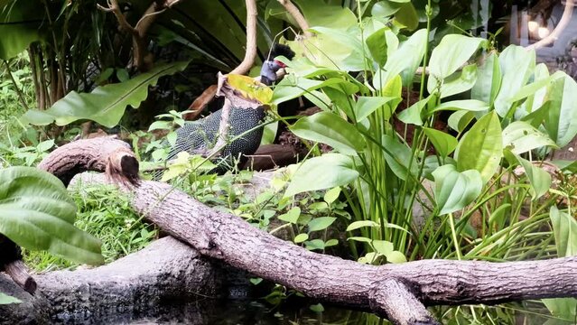Curious crested guineafowl, numida meleagris hiding behind beautiful greenery in zoo enclosure at daytime, Singapore river wonders, mandai wildlife reserves, close up static shot.