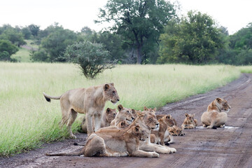 Kruger National Park, South Africa: lion pride blocking road