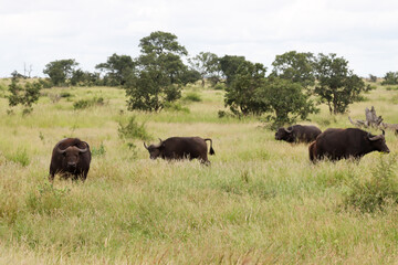 Kruger National Park, South Africa: Cape buffalo