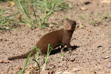 Kruger National Park, South Africa: Dwarf mongoose