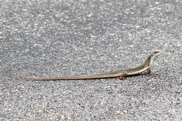 Kruger National Park, South Africa: Lizard in road