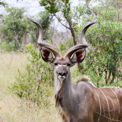 Naklejka na ściany i meble Kruger National Park, South Africa: Kudu bull