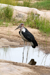 Kruger National Park, South Africa: Maribou Stork