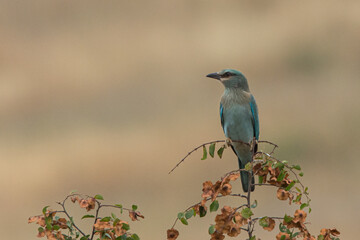 European Roller on the watch