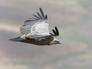 Griffon Vulture flying by