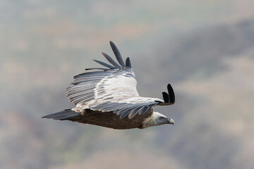 Close encounter with Griffon Vulture in Flight