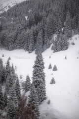snow covered trees in the mountains