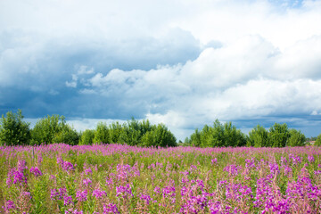Pink flower on fireweed flower field background