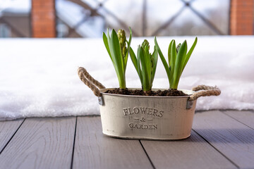 A flower pot with hyacinths on a snow-covered terrace. Gardening hobby, spring and primroses