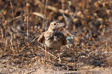 Crested Lark (Galerida cristata) hiding in dry grass