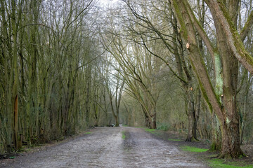 old trees in the rain 