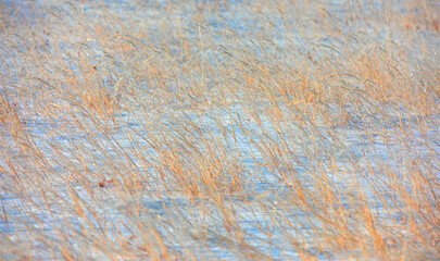 Dried grass or weed  on a snowy winter field