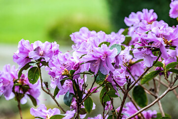 purple flowering shrub in spring